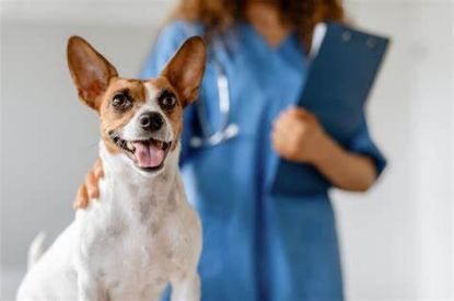 Picture of Veterinary Visits Assistance