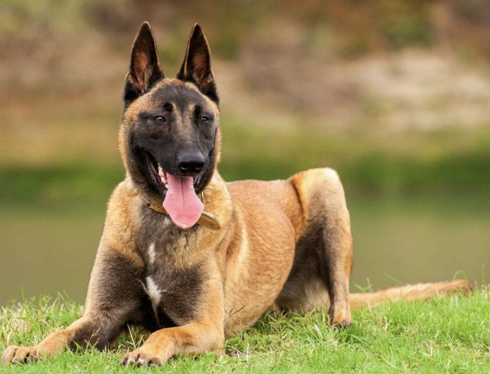 Belgian Malinois