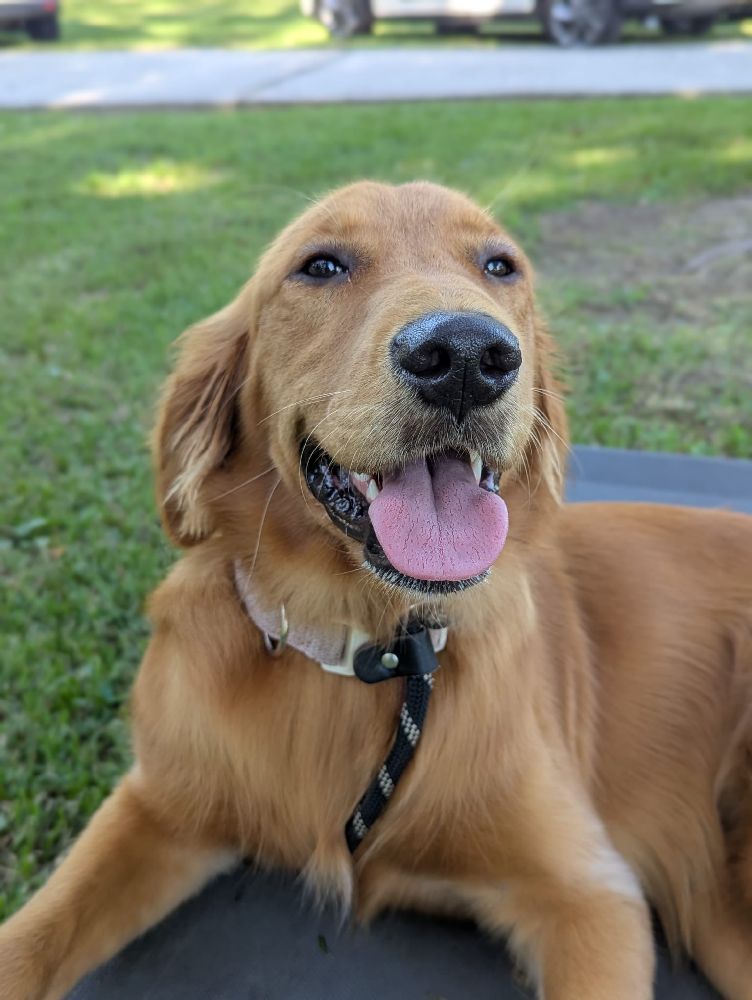Annie the Golden Retriever taking a break after a fun play session with friends at Wadda Good Doggy Play Camp Gainesville FL