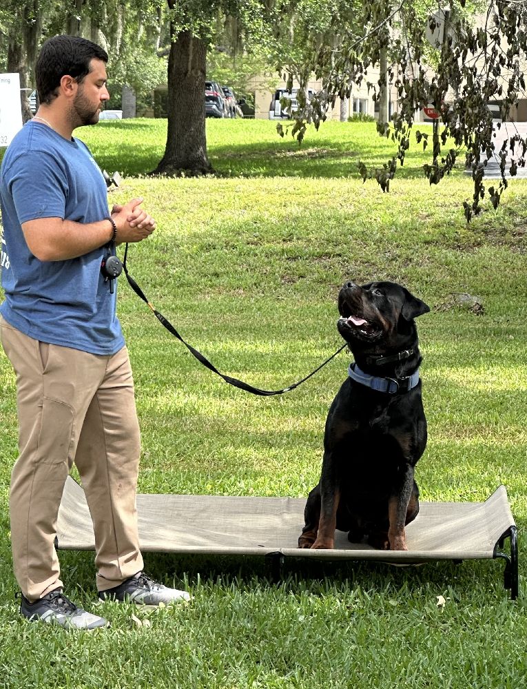 Rottweiler dog training 