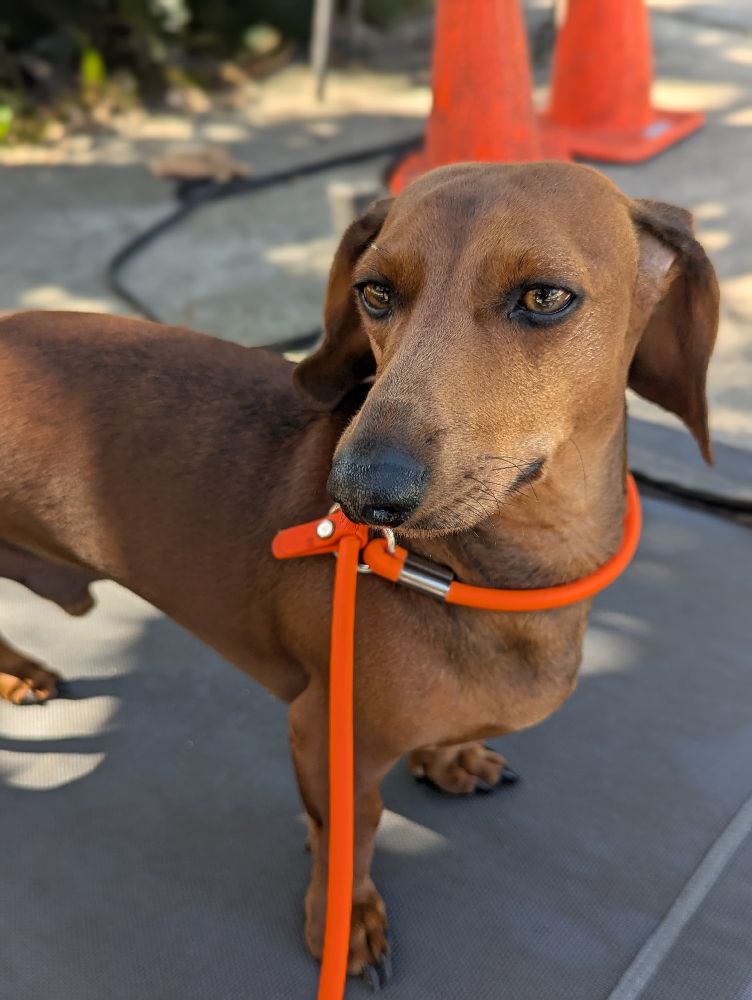 Casper’s Camp Hope Dog Boarding And Dog Daycare Gainesville, Florida