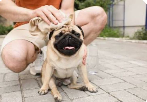 Dog with heat stroke