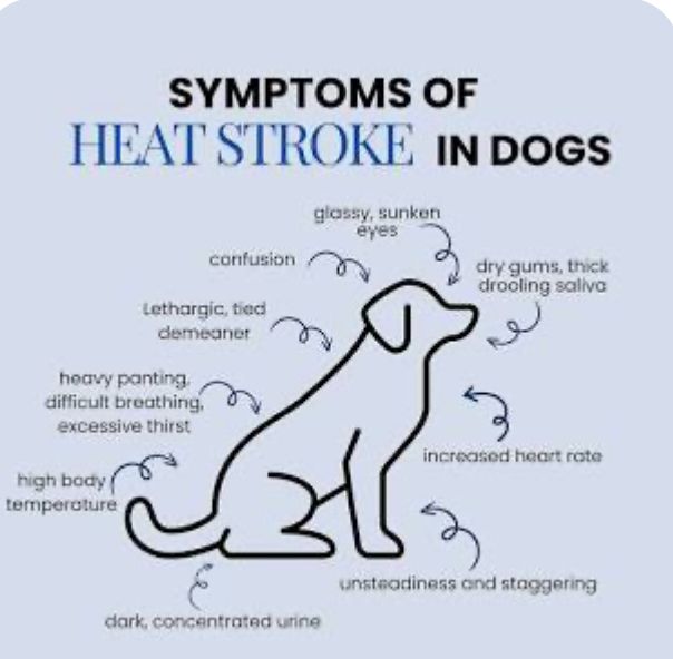Canine Heat Stroke Tips