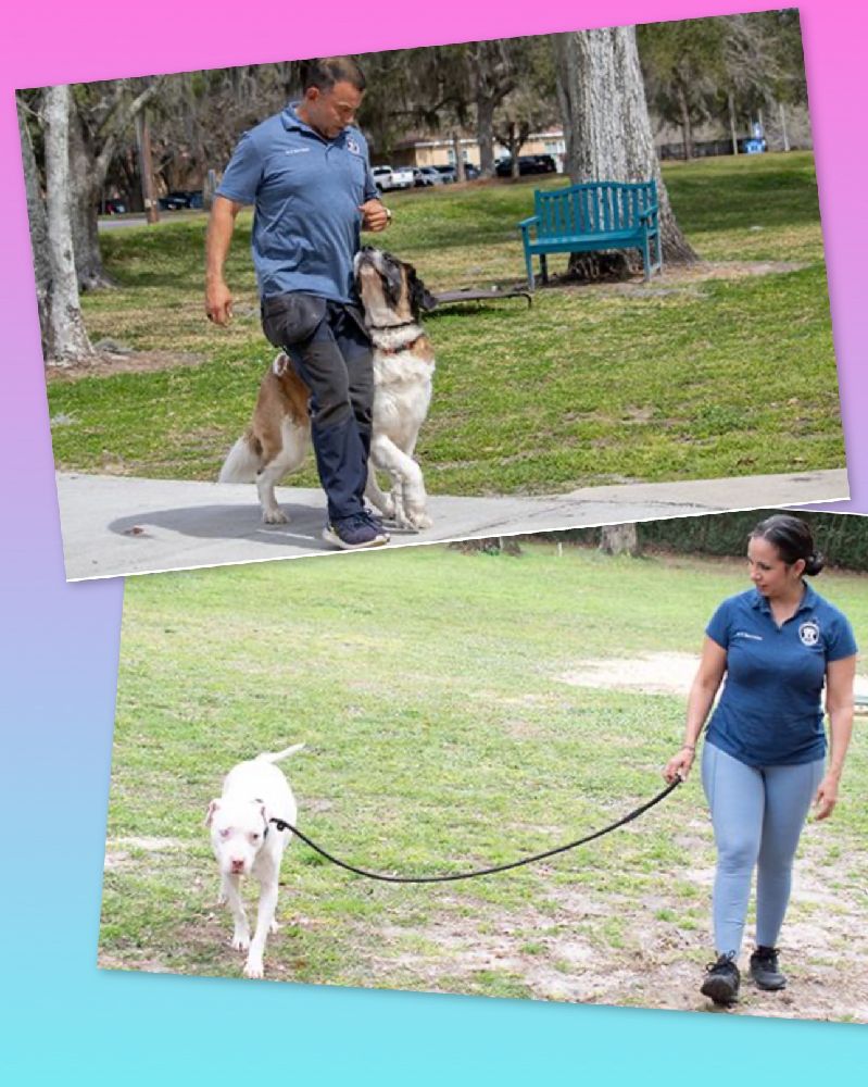 Gainesville FL top dog trainers 