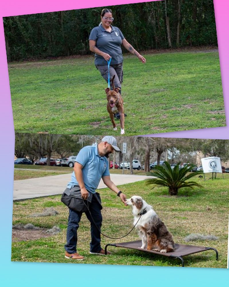 Best dog trainers Gainesville FL